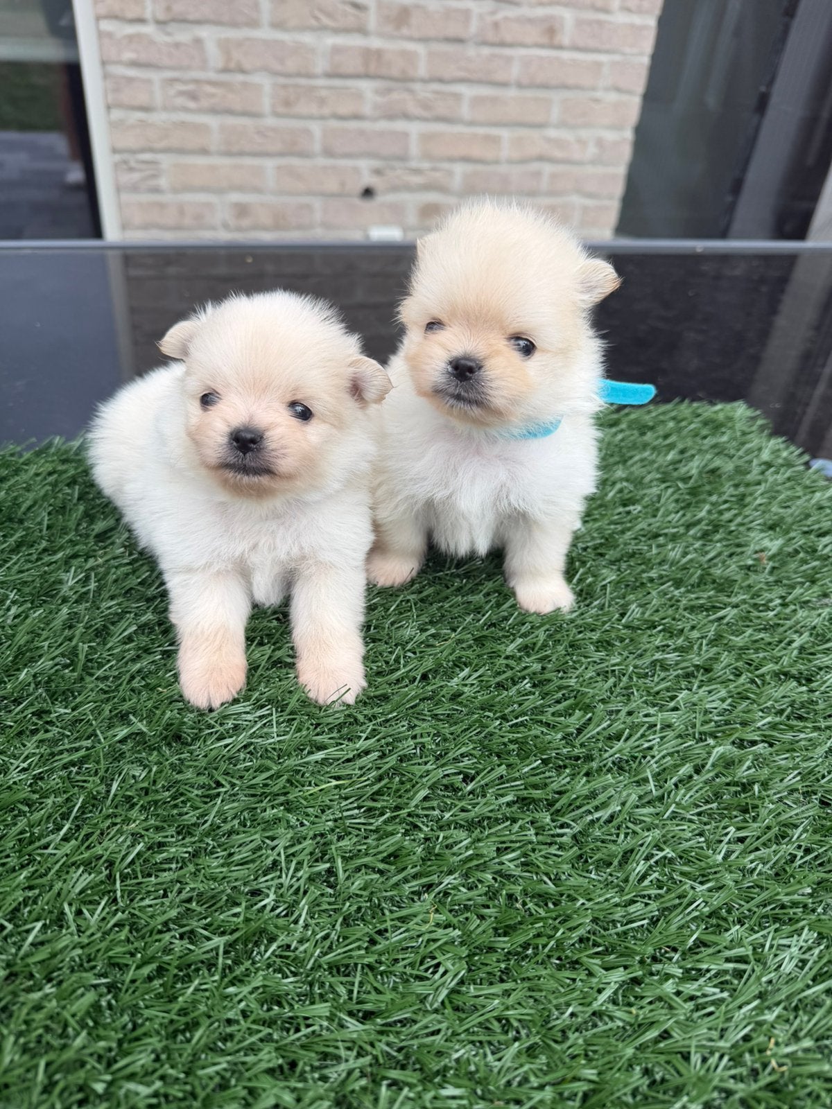 Twee prachtige raszuivere Pomeranian reutjes beschikbaar, Dieren en Toebehoren, Honden | Chihuahua's en Gezelschapshonden, België