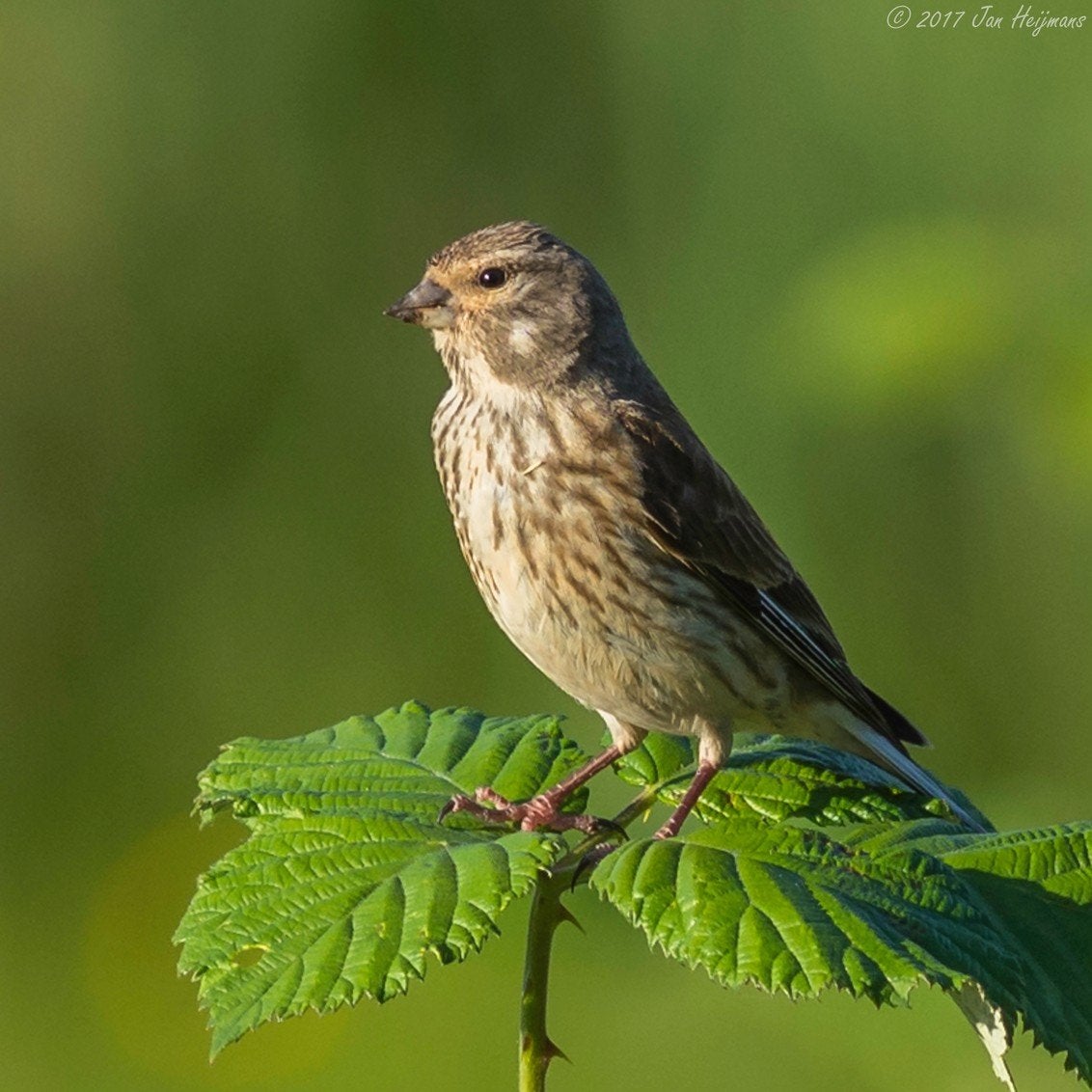 Kneu pop, Dieren en Toebehoren, Vrouwelijk