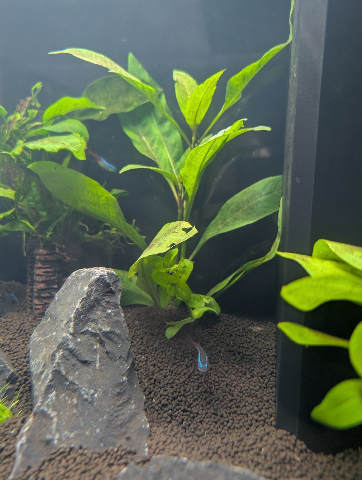 3 neon tetra's, Vis