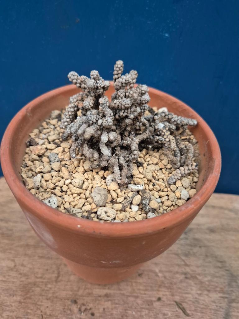 Cactus Cylindropuntia Whipplei Monstrosus