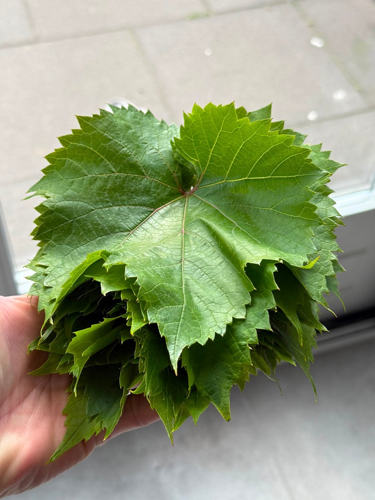 Verse druivenbladeren voor dolma's en sarma's taze yaprak, Ophalen of Verzenden