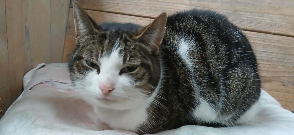 Spoed gratis poes, Dieren en Toebehoren, Katten en Kittens | Overige Katten, Poes