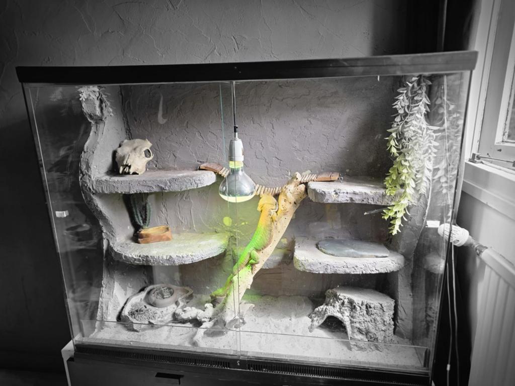 Baardagaam met terrarium, Ophalen