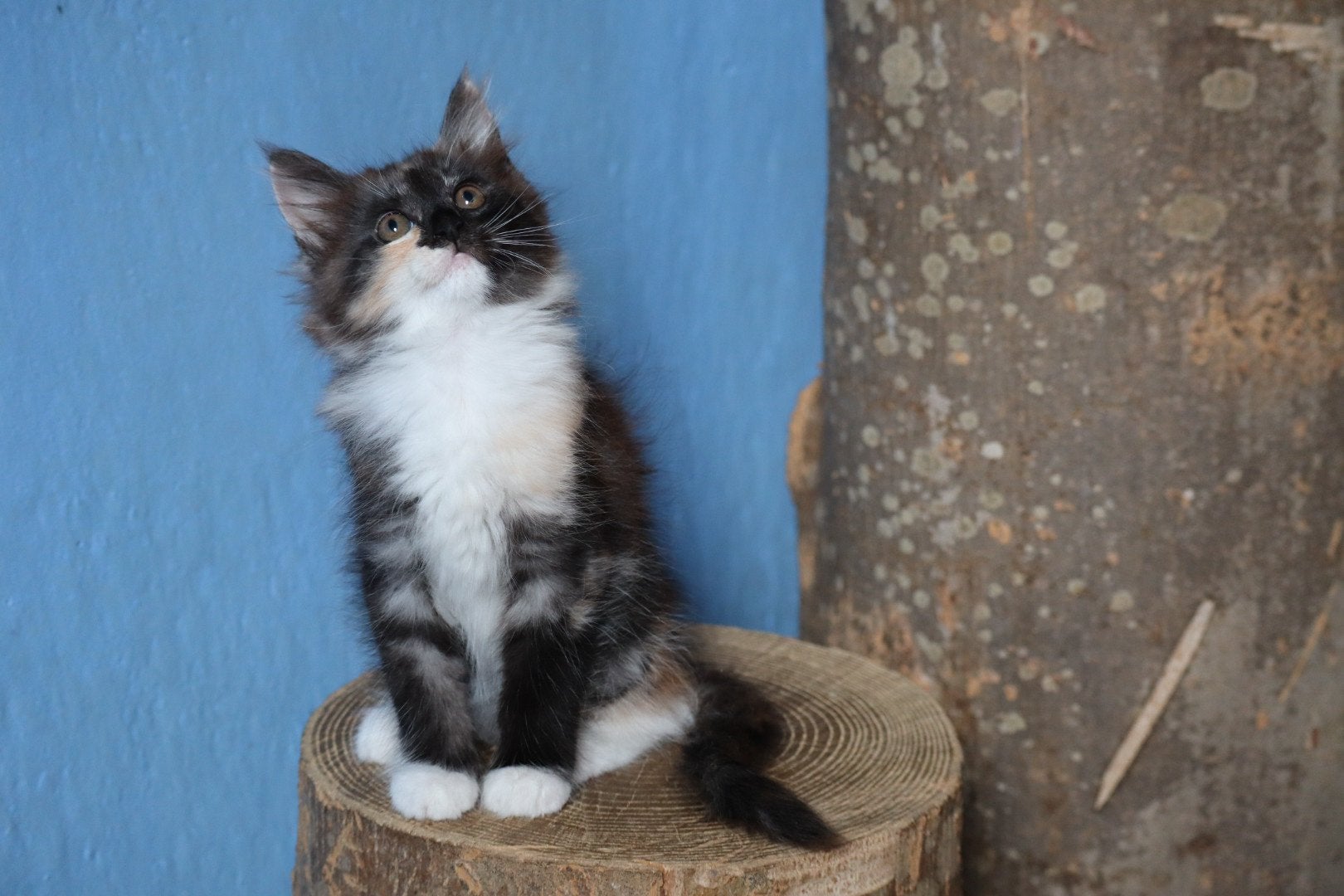 Lieve X Maine Coon kittens, Poes, Ontwormd, 0 tot 2 jaar