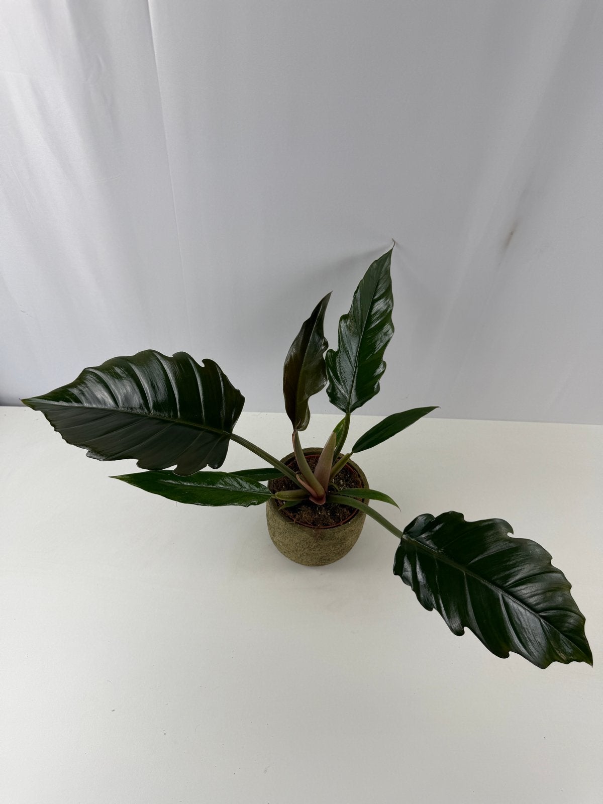Philodendron Choco Empress - Pot 12, Ophalen of Verzenden