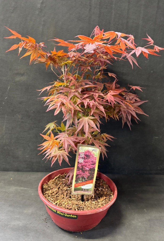 Japanse Acer Bonsai buiten in diverse soorten, Tuin en Terras, In pot, Bloeit niet, Halfschaduw, Minder dan 100 cm