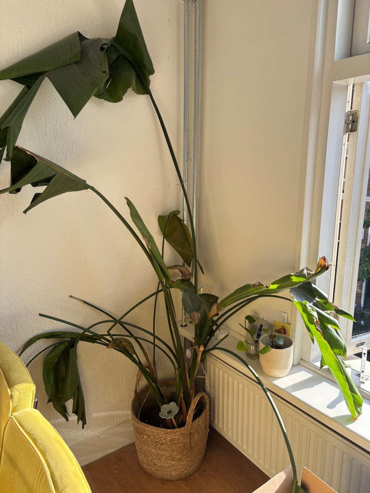 Gratis strelitzia nicolai plant, Huis en Inrichting, Kamerplanten, Ophalen, Halfschaduw, 100 tot 150 cm