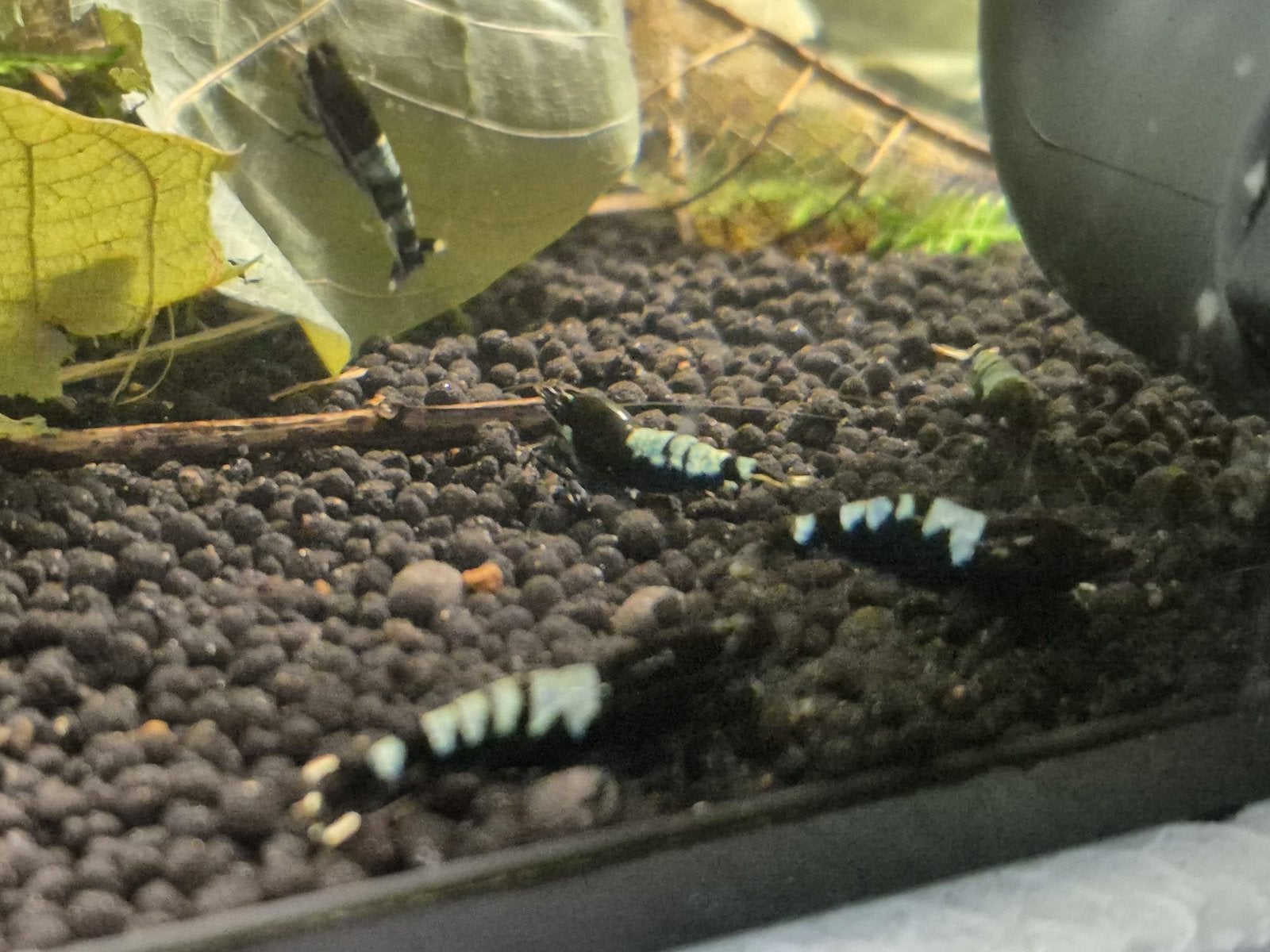 Pinto Multistripe Blue garnalen blauw wit, Caridina, Kreeft, Krab of Garnaal