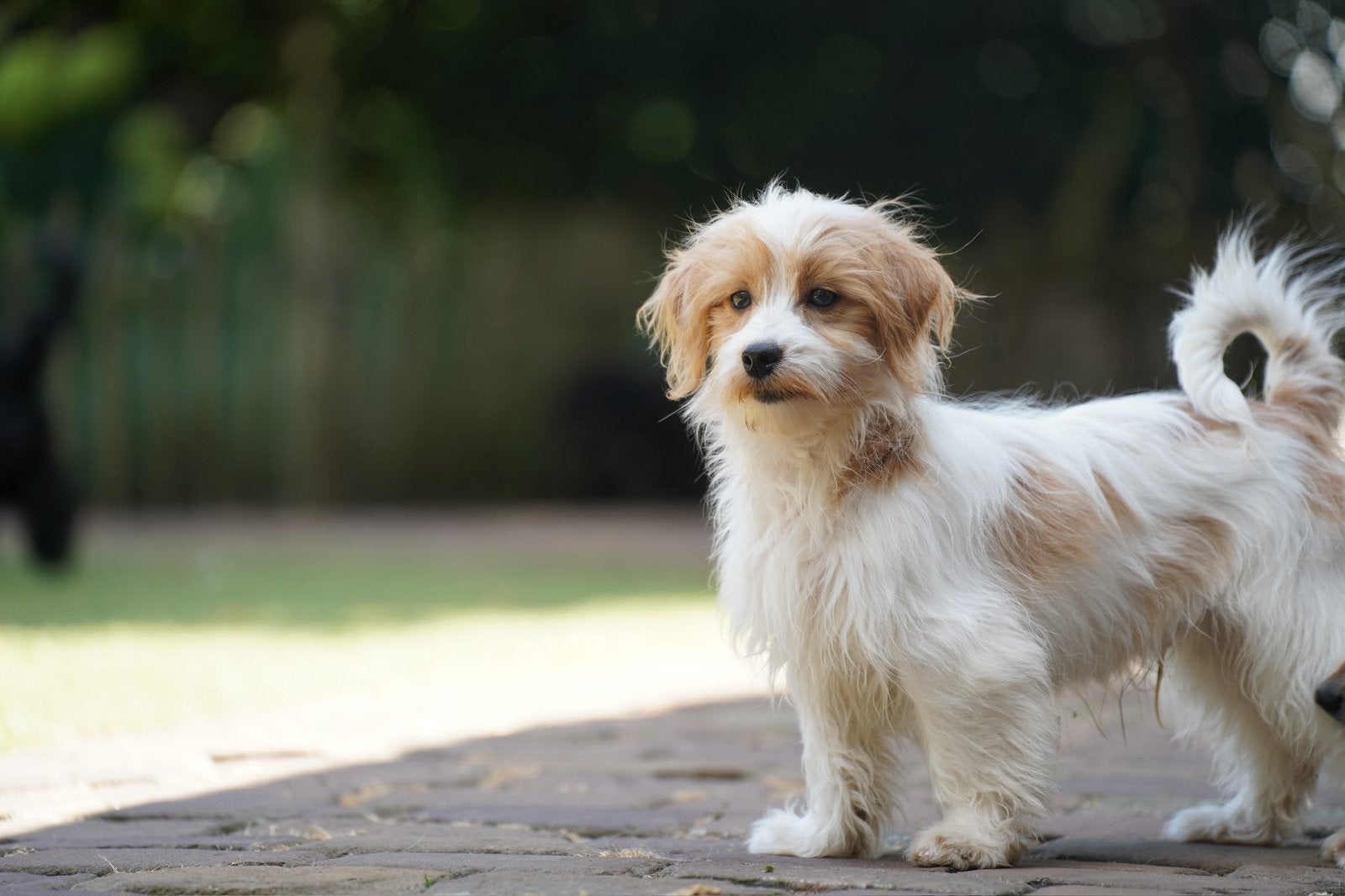 Boompoo pups | Boomer x Dwergpoedel, Parvo, Nederland, 15 weken tot 1 jaar, Meerdere