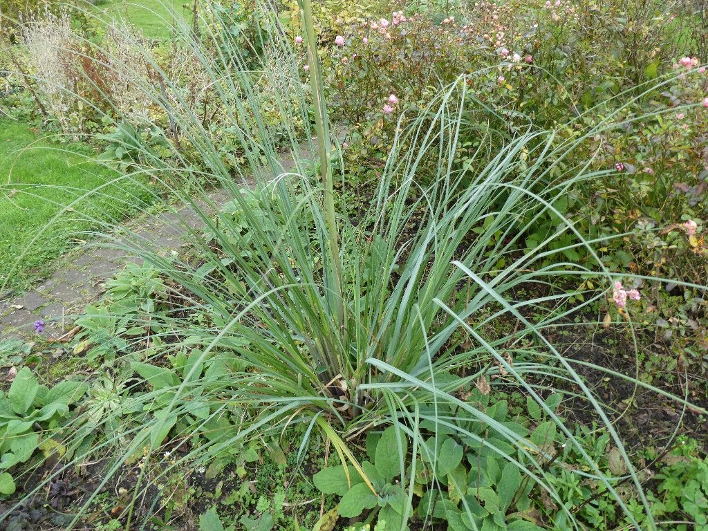 Pampasgras (Cortaderia), Ophalen, Volle zon, Vaste plant, Siergrassen