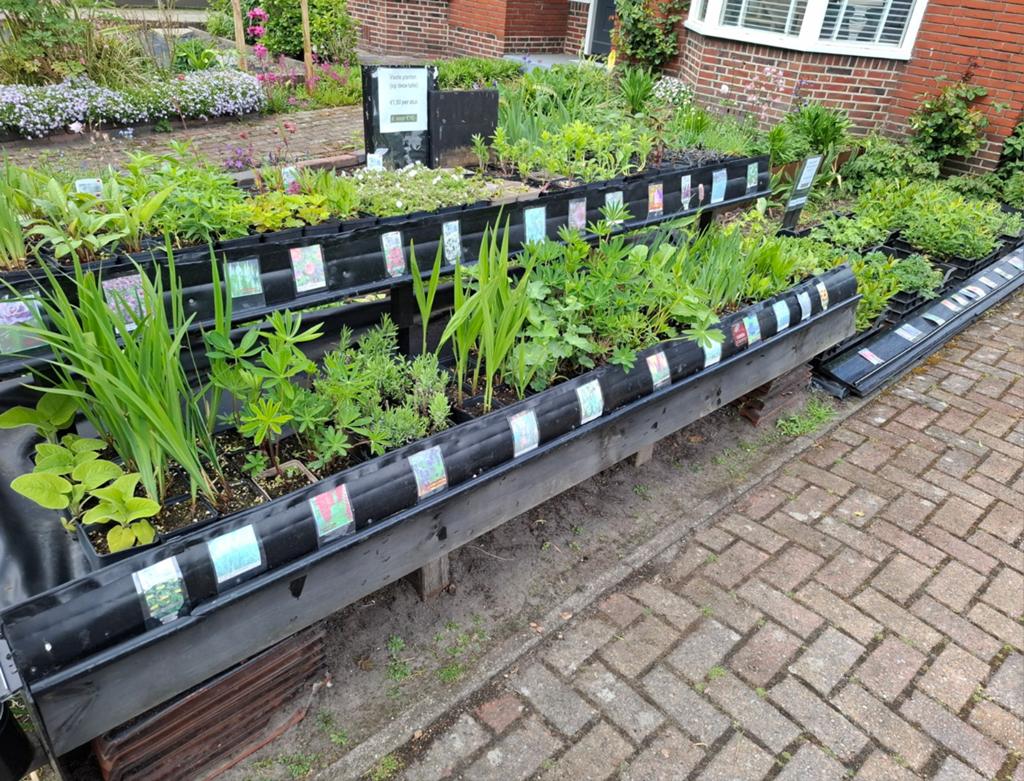 Vaste planten *8 voor 10 of 8 voor 16 euro*, Ophalen, Overige soorten, Volle zon