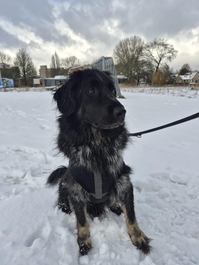 gouden mand voor onze friese stabij Jax, Dieren en Toebehoren, Parvo, Reu, Eén hond, Nederland