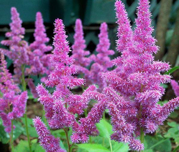Astilbe chinensis 'Pumila' / Spirea gekweekt in P9 pot, Ophalen of Verzenden, Overige soorten, Halfschaduw