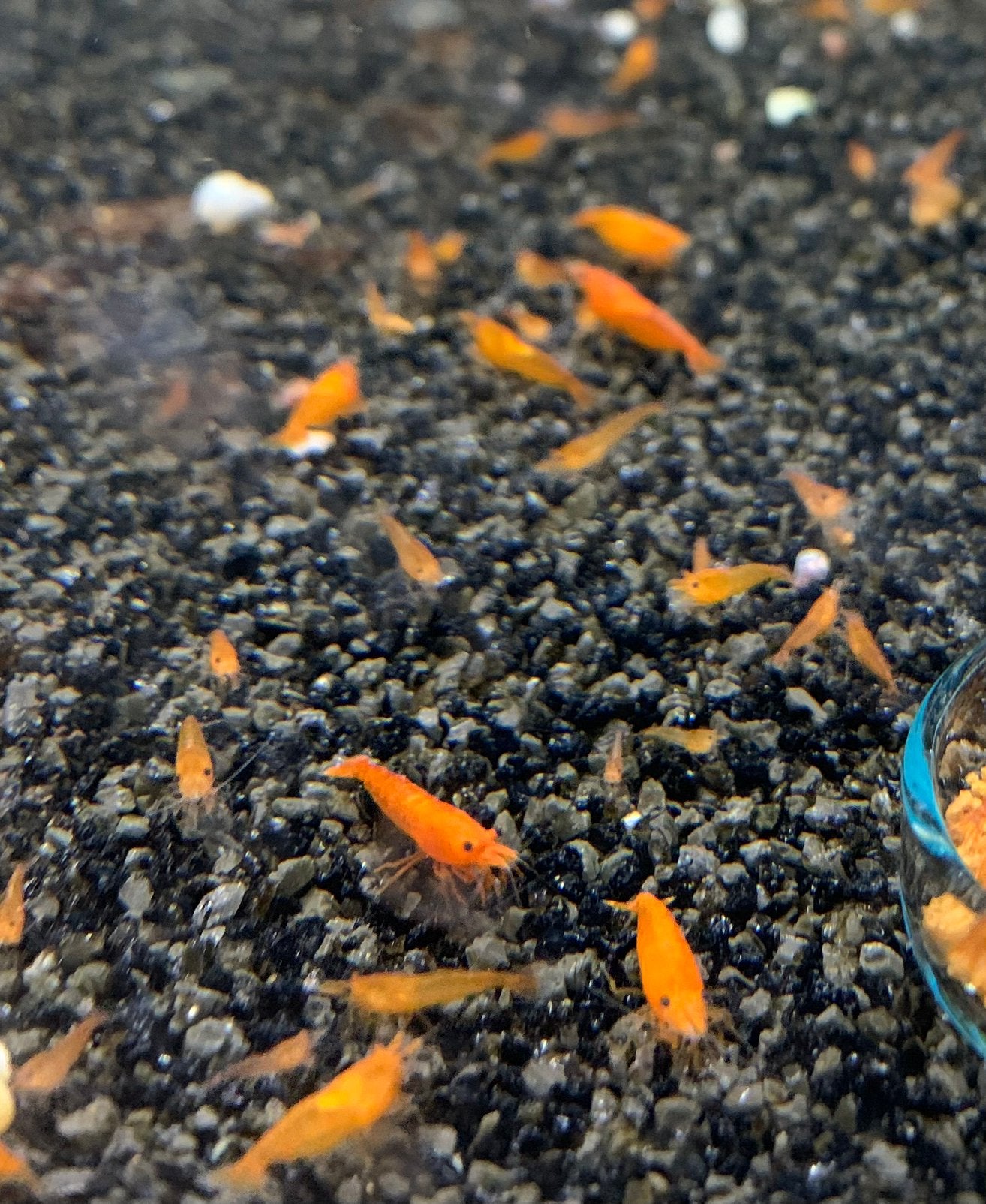 Jonge oranje garnalen, Dieren en Toebehoren, Kreeft, Krab of Garnaal
