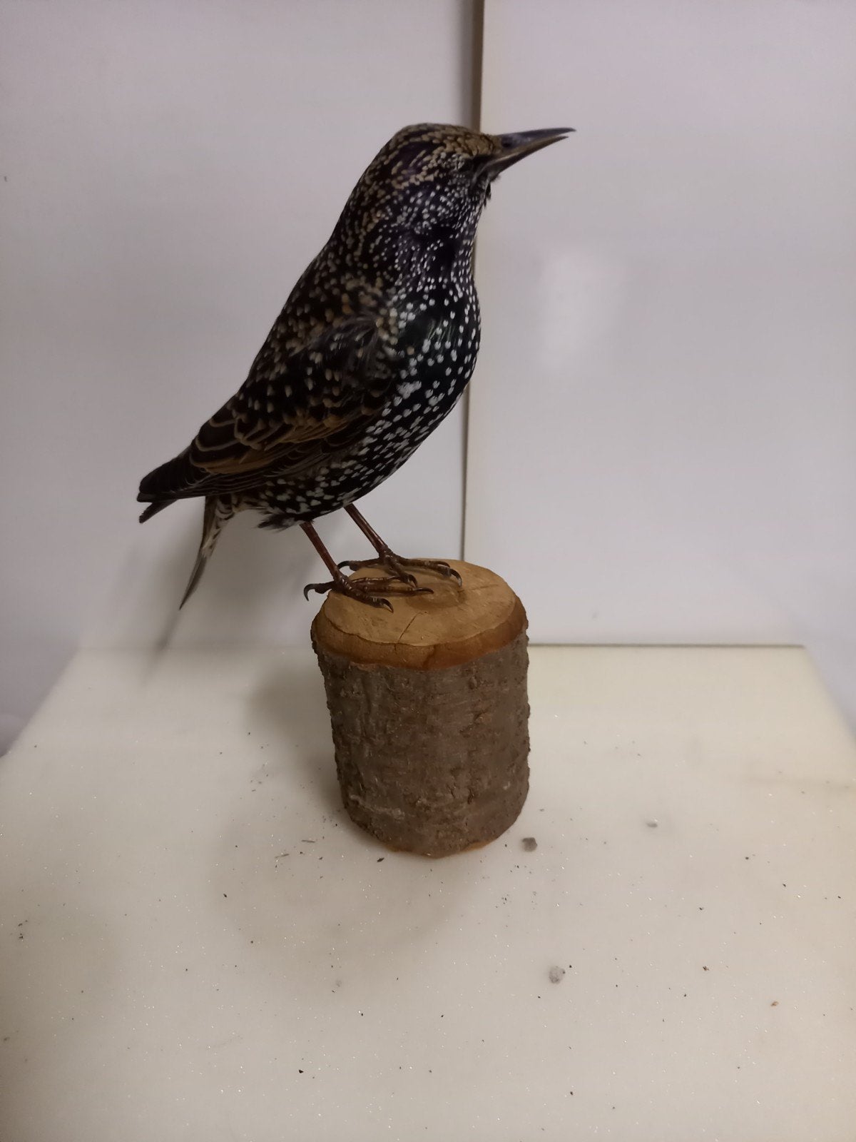opgezette spreeuw, Ophalen of Verzenden, Zo goed als nieuw, Vogel, Opgezet dier