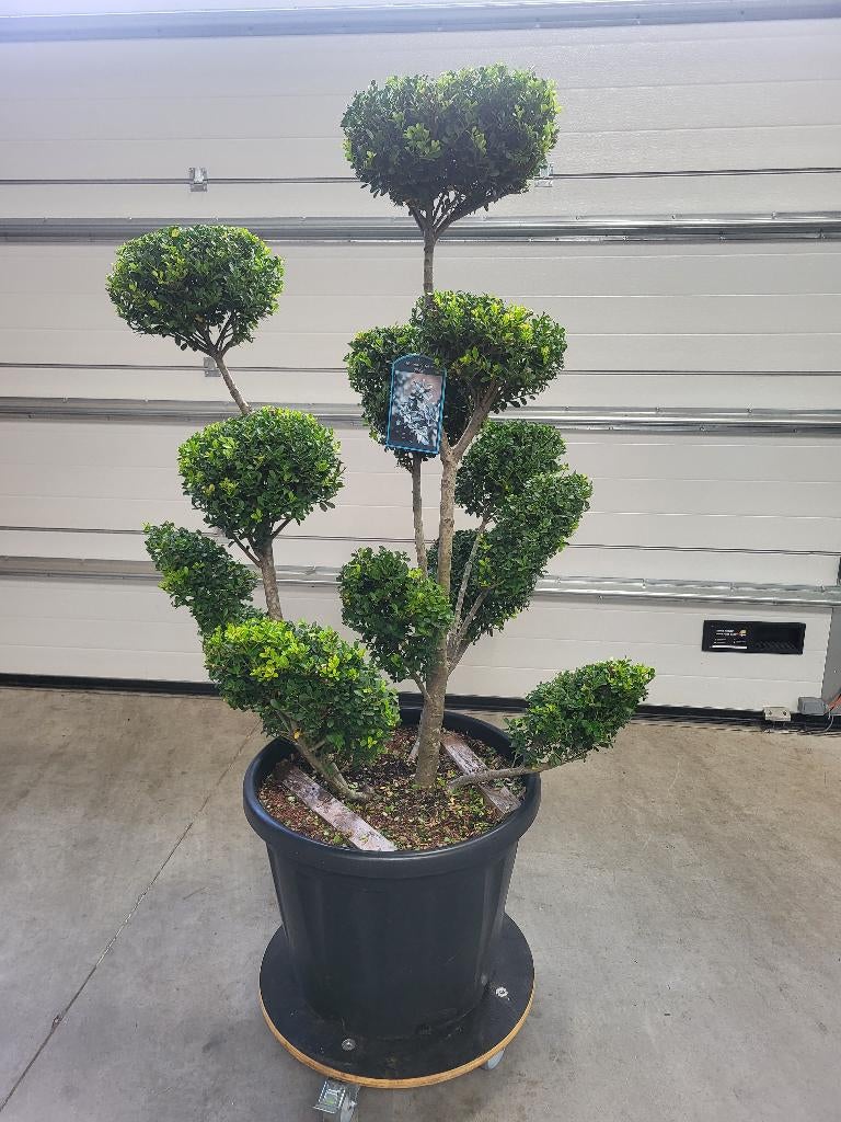 Ilex crenata Green Hedge bonsai, Overige soorten, Lente, 100 tot 250 cm, Ophalen