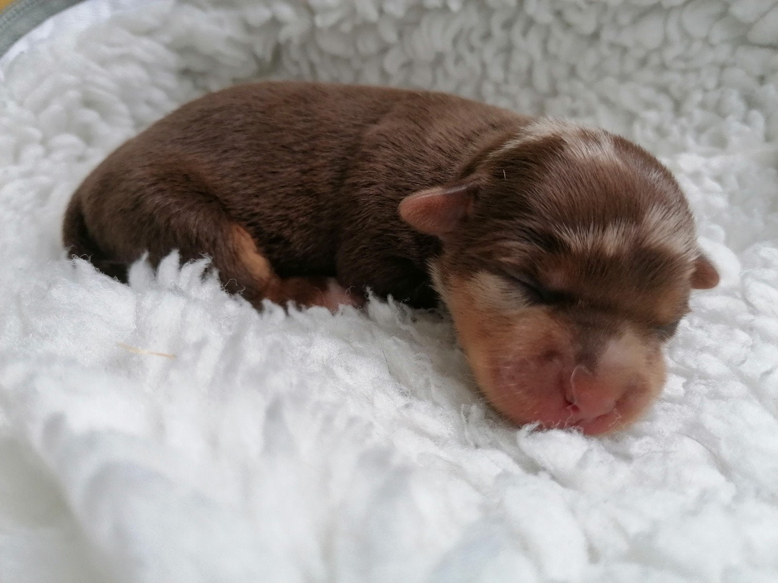 Uniek choco merle Jack Russell puppy teefje, Dieren en Toebehoren, Jack Russell Terriër, 8 tot 15 weken, Teef, Eén hond