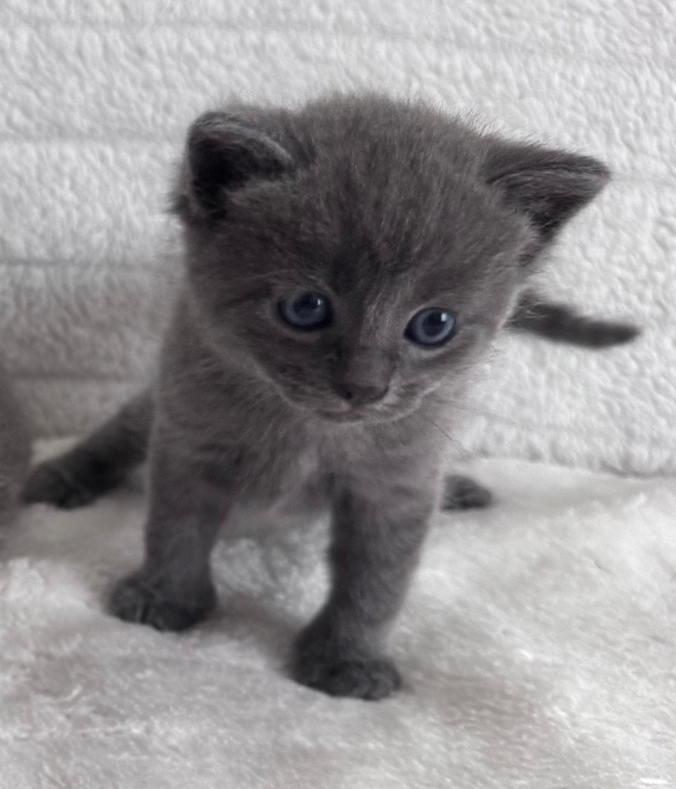 Grijze Kittens Grey Babycat 3x🩶 2x🖤, Poes, Ontwormd