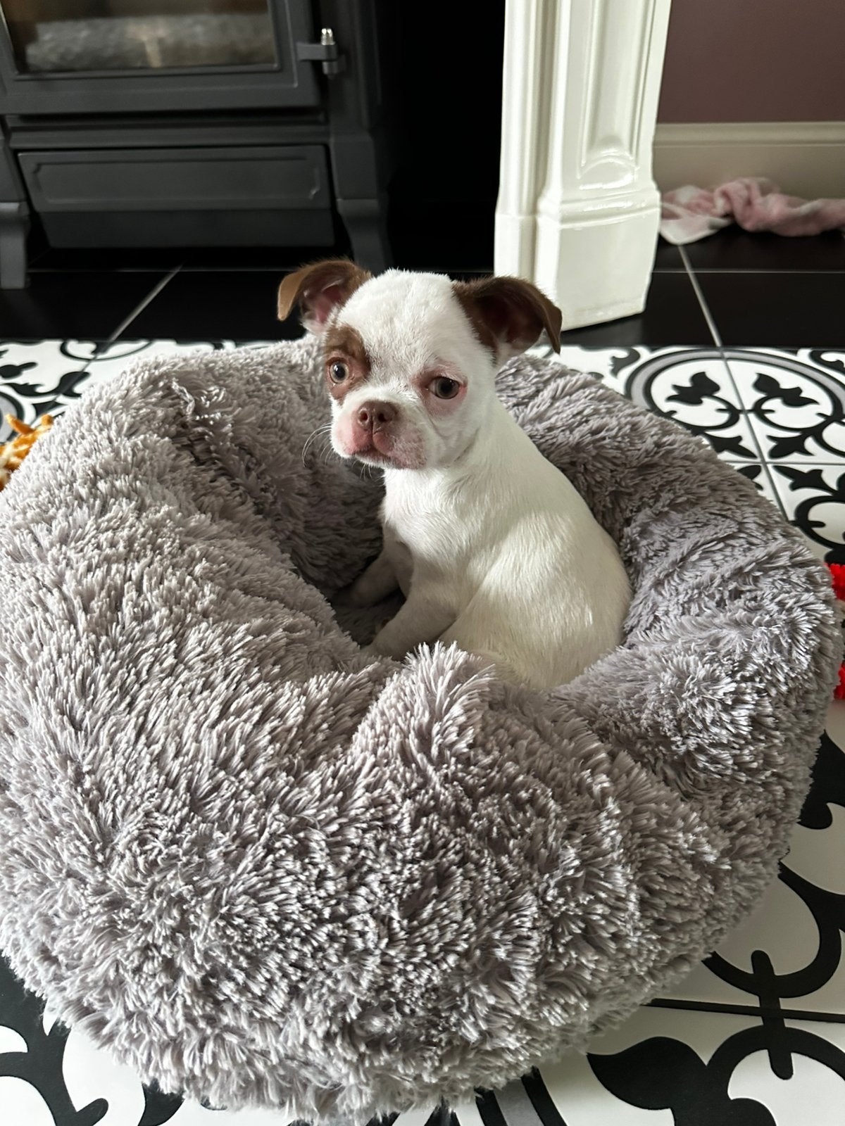 Chihuahua pup reu van 4 maanden, 15 weken tot 1 jaar, Reu, Eén hond, Chihuahua
