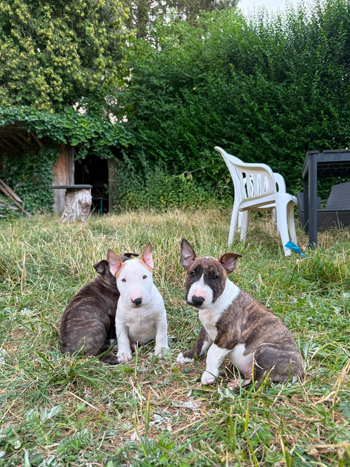 ️ORIGINELE MINIATUUR BULLTERRIER PUPS STAMMBOOM️, Bull Terriër, Fokker | Hobbymatig, 8 tot 15 weken, Buitenland