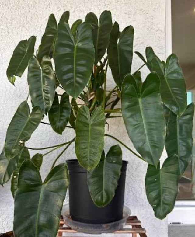 Philodendron Burle Marx stek, Huis en Inrichting, Kamerplanten, Ophalen of Verzenden, Halfschaduw, Minder dan 100 cm