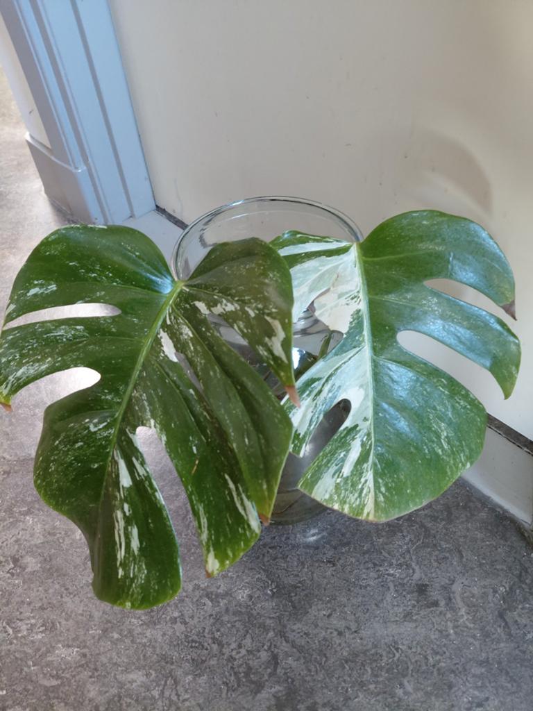 Monstera Deliciosa Variegata, geworteld!, Ophalen of Verzenden, Halfschaduw, Minder dan 100 cm