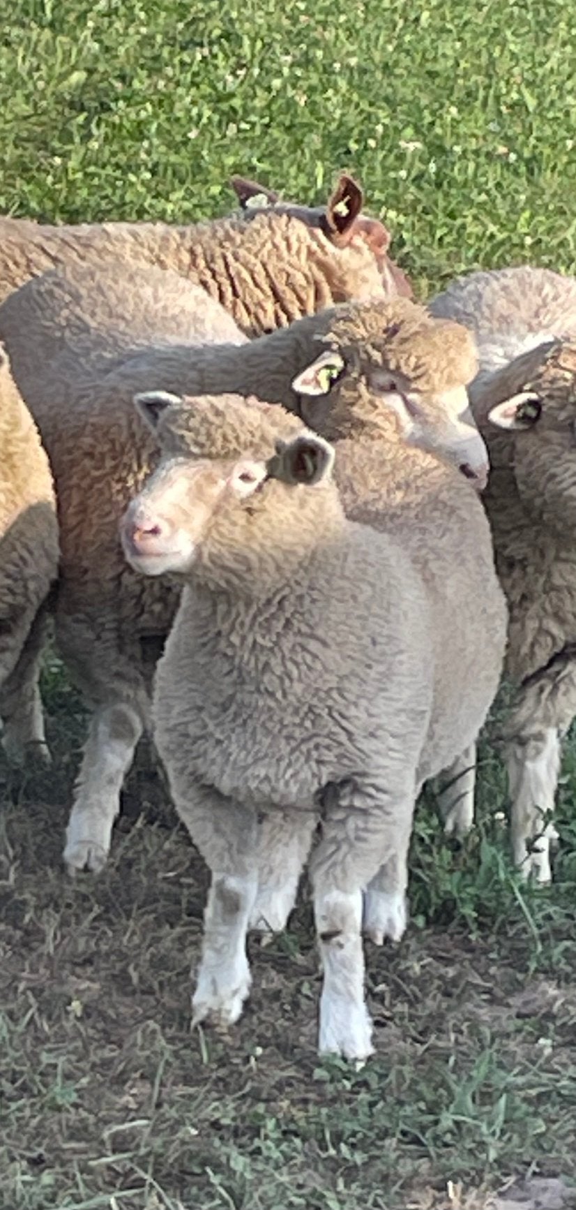 Poll dorset ooilam Zwoegervrij, Dieren en Toebehoren, Vrouwelijk, Schaap