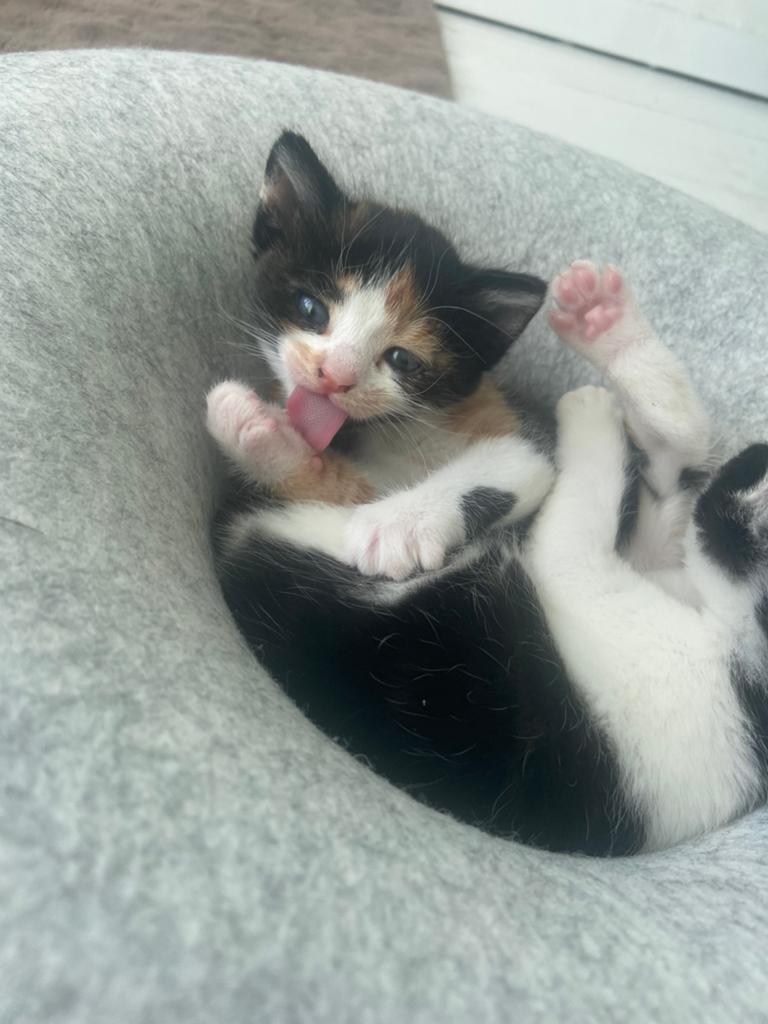 Kittens, Dieren en Toebehoren, Katten en Kittens | Overige Katten, Meerdere dieren