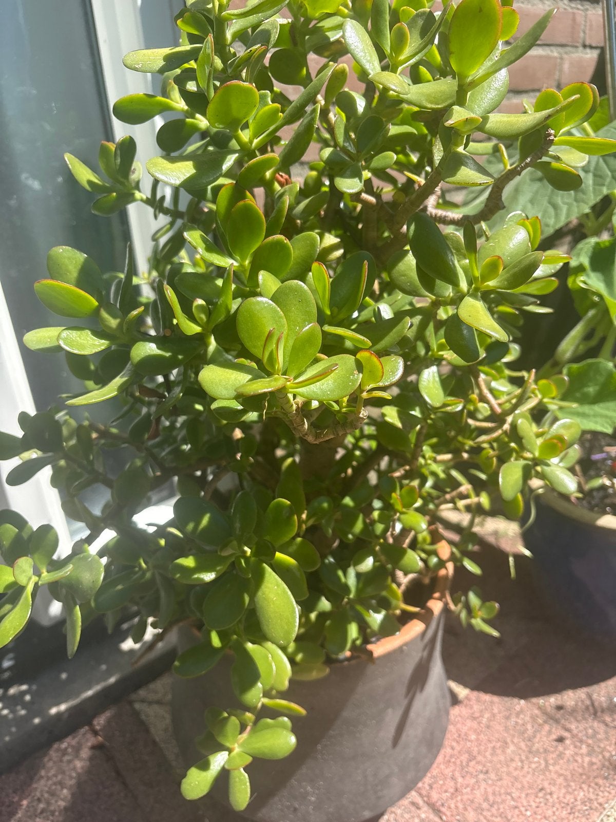 Geldboom (Crassula ovata) - Sterke en onderhoudsvriendelijke, Overige soorten, Volle zon, Vaste plant, Ophalen of Verzenden