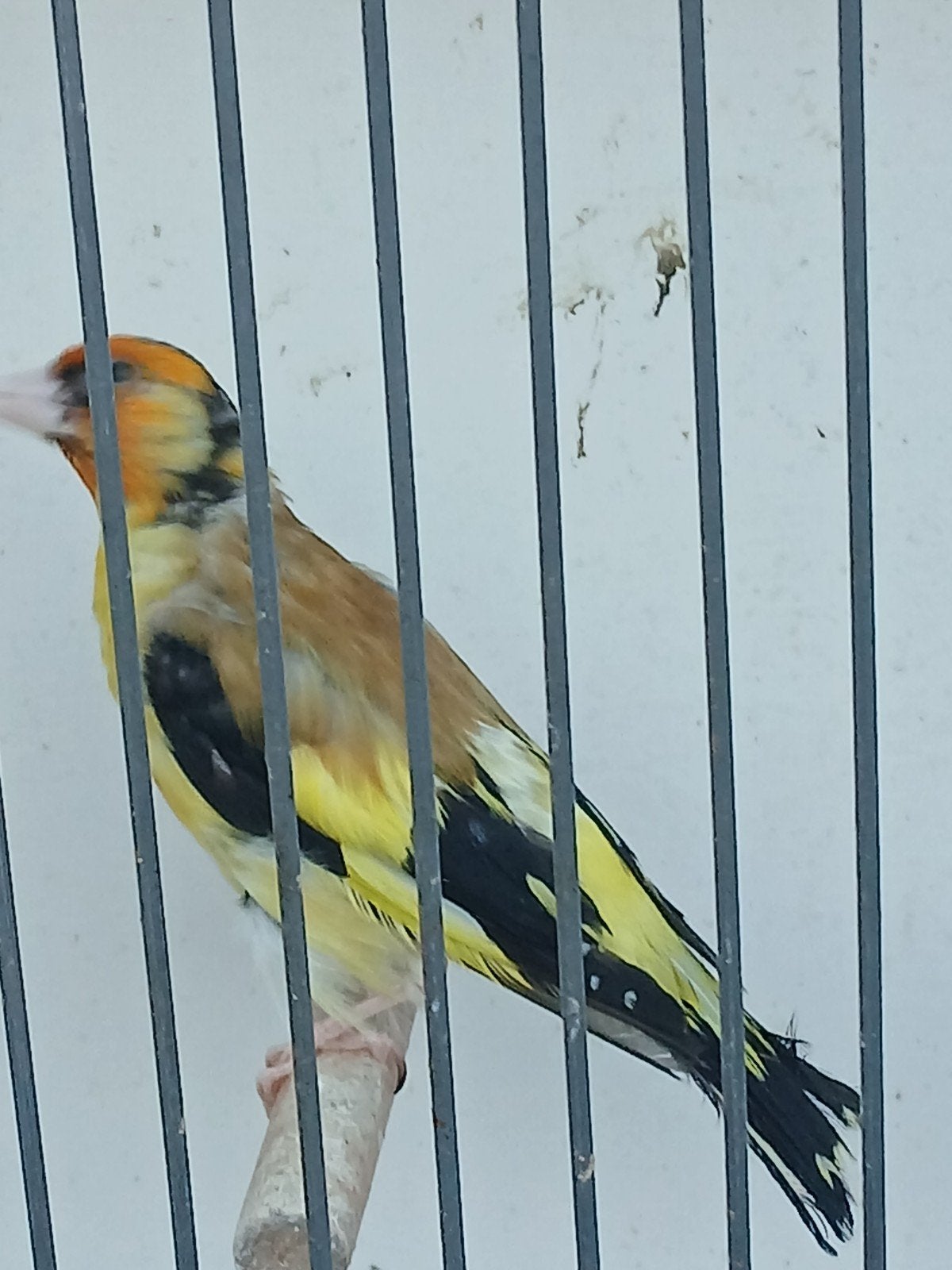 Majoor putter pop geel., Vrouwelijk, Wildzangvogel, Geringd