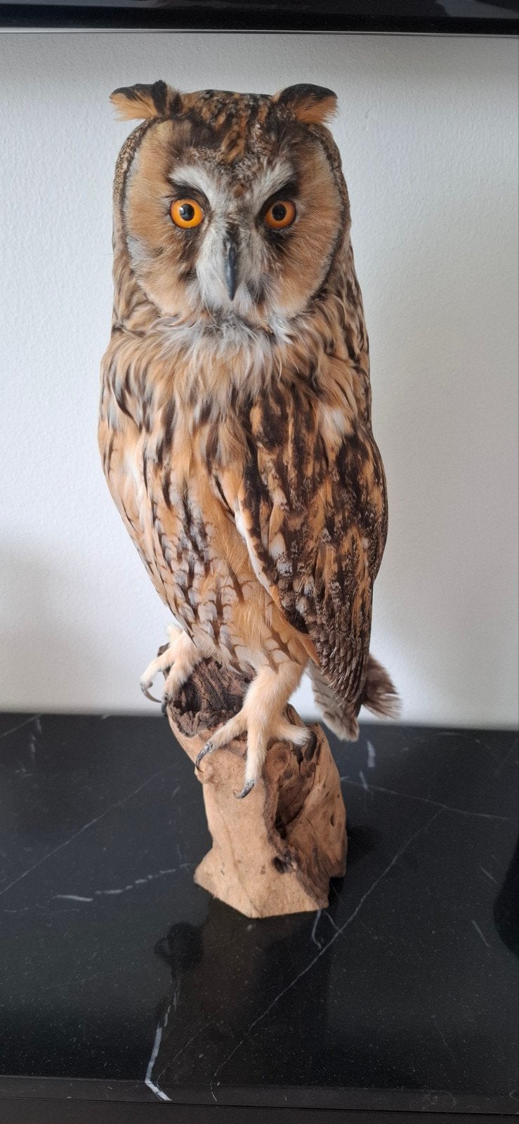 Opgezette uil, ransuil - taxidermie, Ophalen of Verzenden, Zo goed als nieuw, Vogel, Opgezet dier