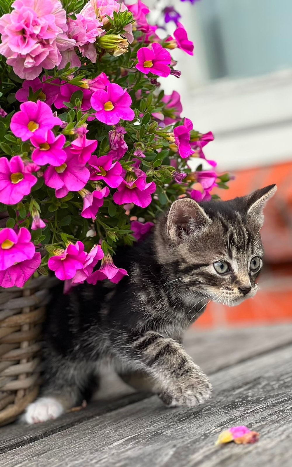 Mooie kitten, Dieren en Toebehoren, Kater, 0 tot 2 jaar