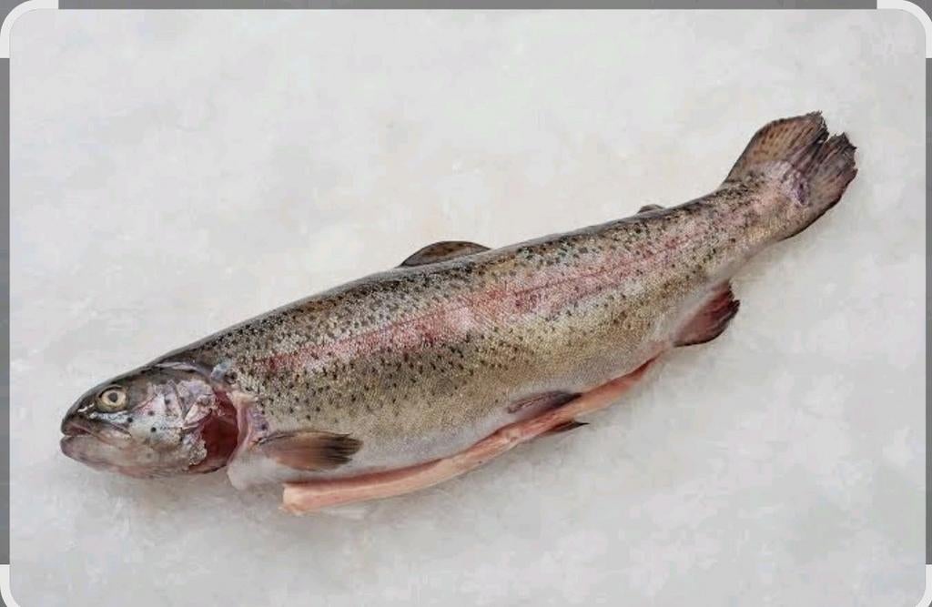 Verse zalmforellen en forel., Ophalen of Verzenden
