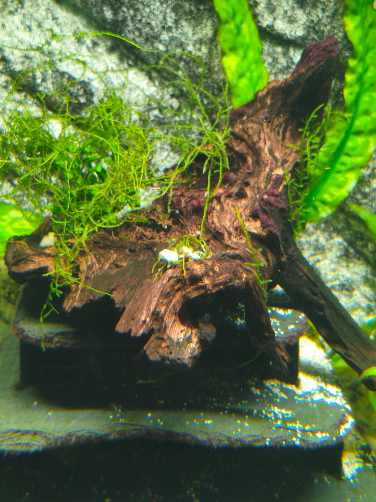 Diverse mooie stukken hout voor aquaria, Ophalen, Inclusief planten, Gebruikt, Plant(en), Steen of Hout