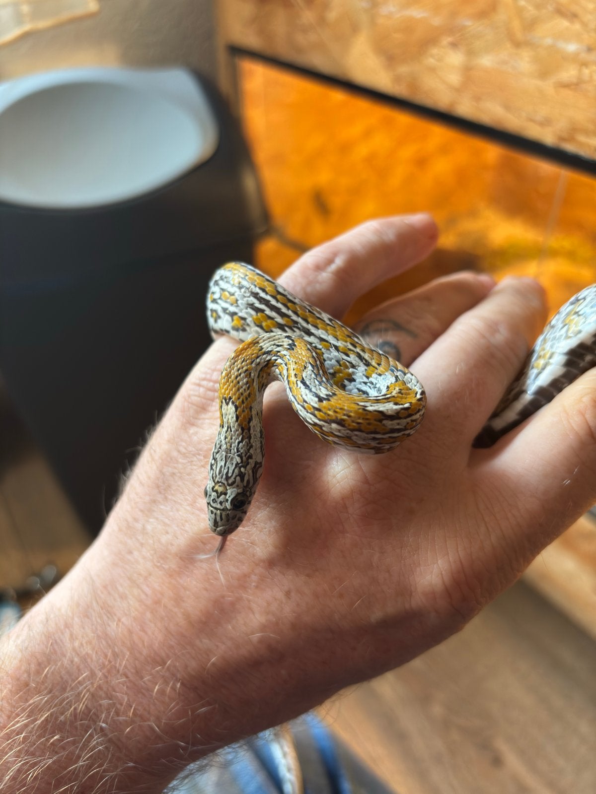 Zeer mooie rattenslangen Rat Snake - unknown for sale from alex