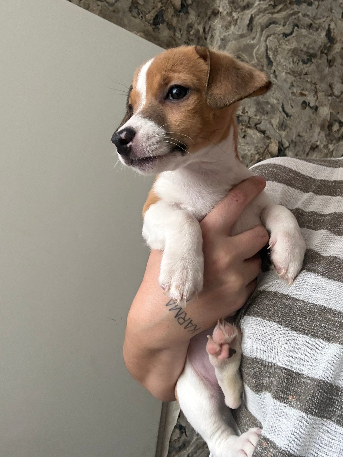 Jack russel puppys, Ophalen