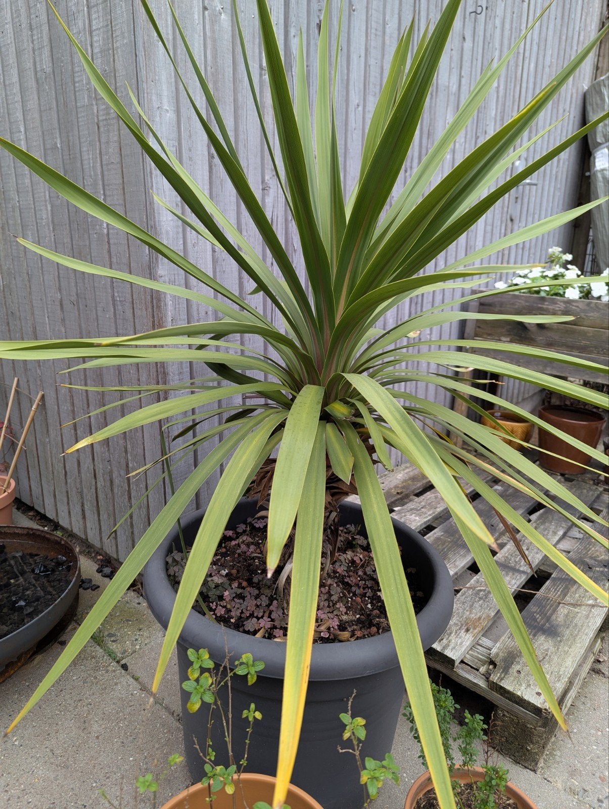 cordyline, Ophalen, Overige soorten