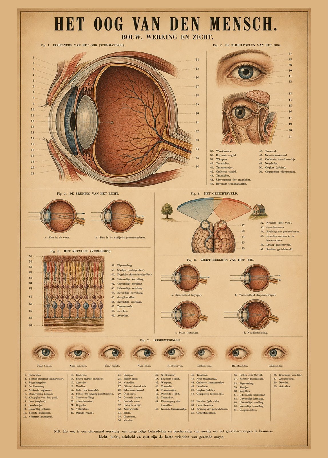 Vintage Anatomische Poster: Het Oog van de Mens, Verzamelen, Posters, Ophalen of Verzenden, A1 t/m A3, Overige onderwerpen, Rechthoekig Staand