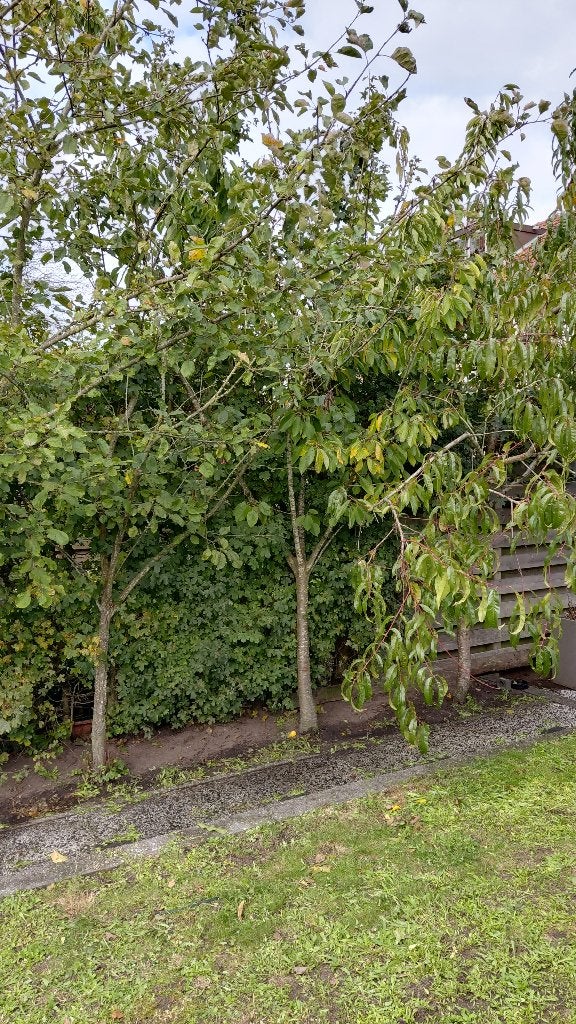 Fruitbomen, Tuin en Terras, Overige soorten, Lente, 100 tot 250 cm, Ophalen
