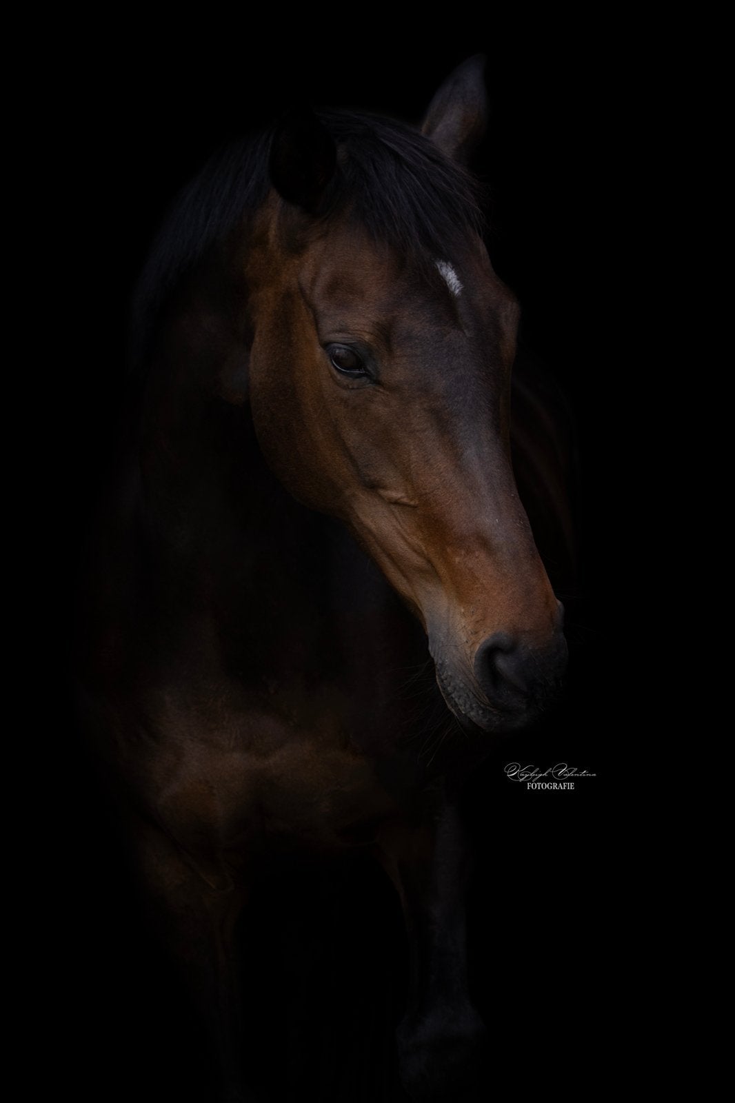 Verzorg(st)er gezocht voor lieve merrie (dinsdag), Dieren en Toebehoren, Ophalen, Nieuw