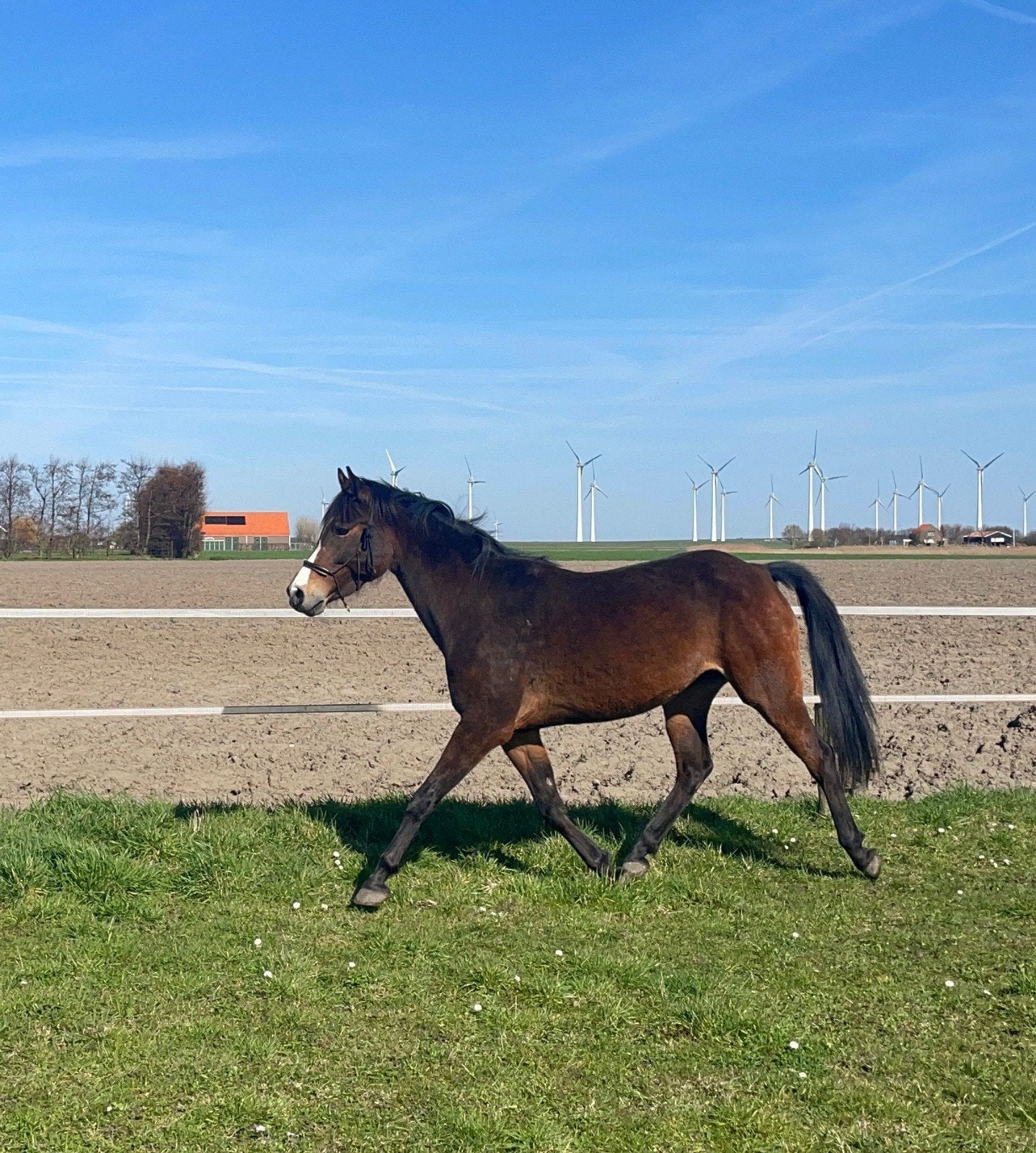 9 jarige merrie Welsh 1.48 Turfhorst LandlordxHagelkruis V, 7 tot 10 jaar, Merrie, E pony (1.48m - 1.57m), Met stamboom