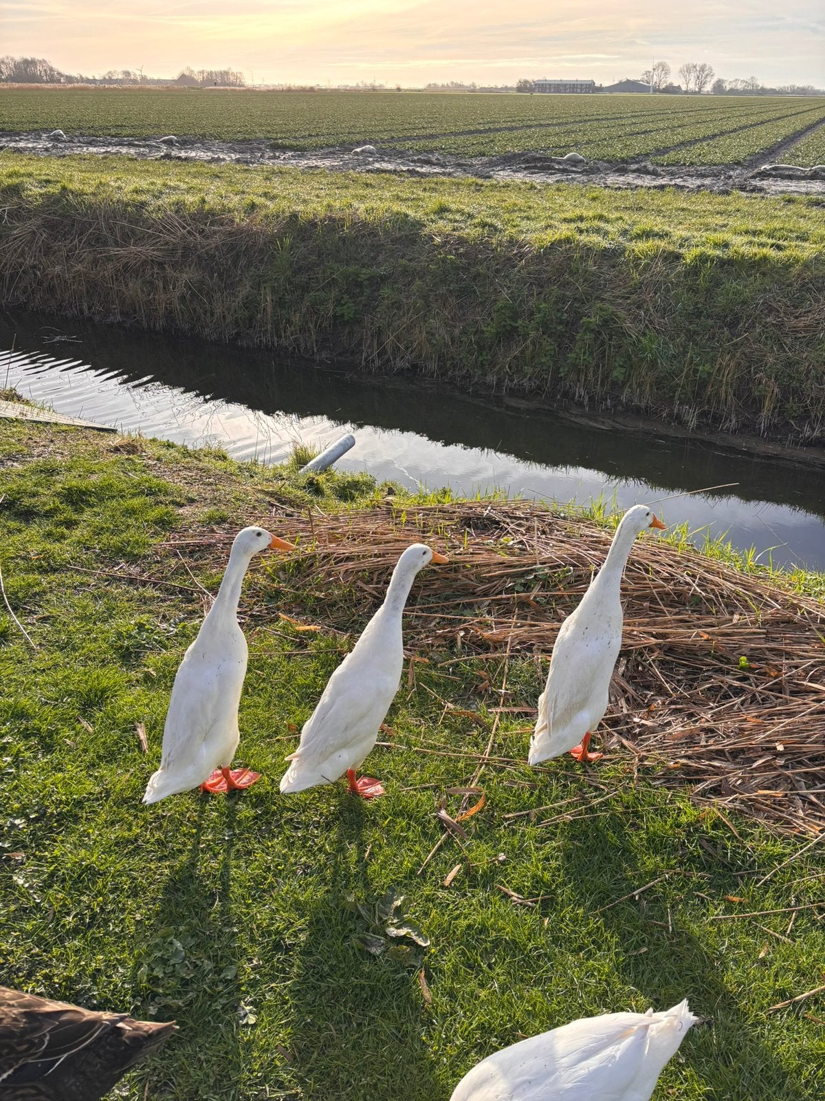 Witte loopeend woerd, Mannelijk, Eend