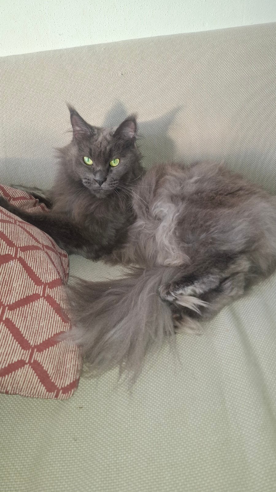 Maine coon en Noorse Boskat, Poes, Met stamboom