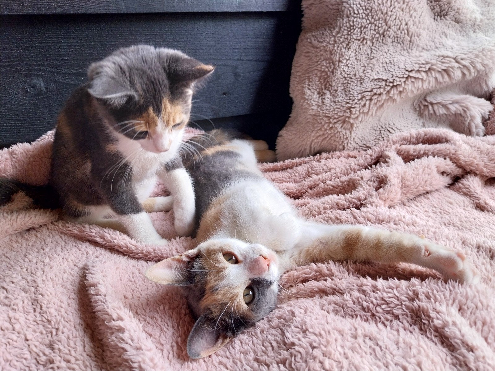 mooie meisjes, Dieren en Toebehoren, Katten en Kittens | Overige Katten, Poes