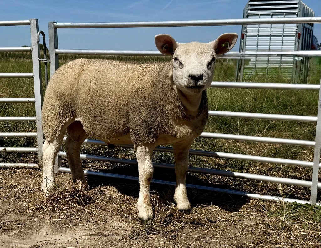 Te koop: Britse/Engelse Texelaar stamboek rammen, Mannelijk, Schaap, 0 tot 2 jaar