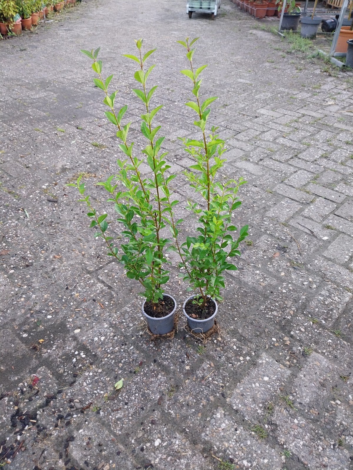 Liguster Ovalifolium 40-60 cm - Ideaal voor haag, Tuin en Terras, Ophalen