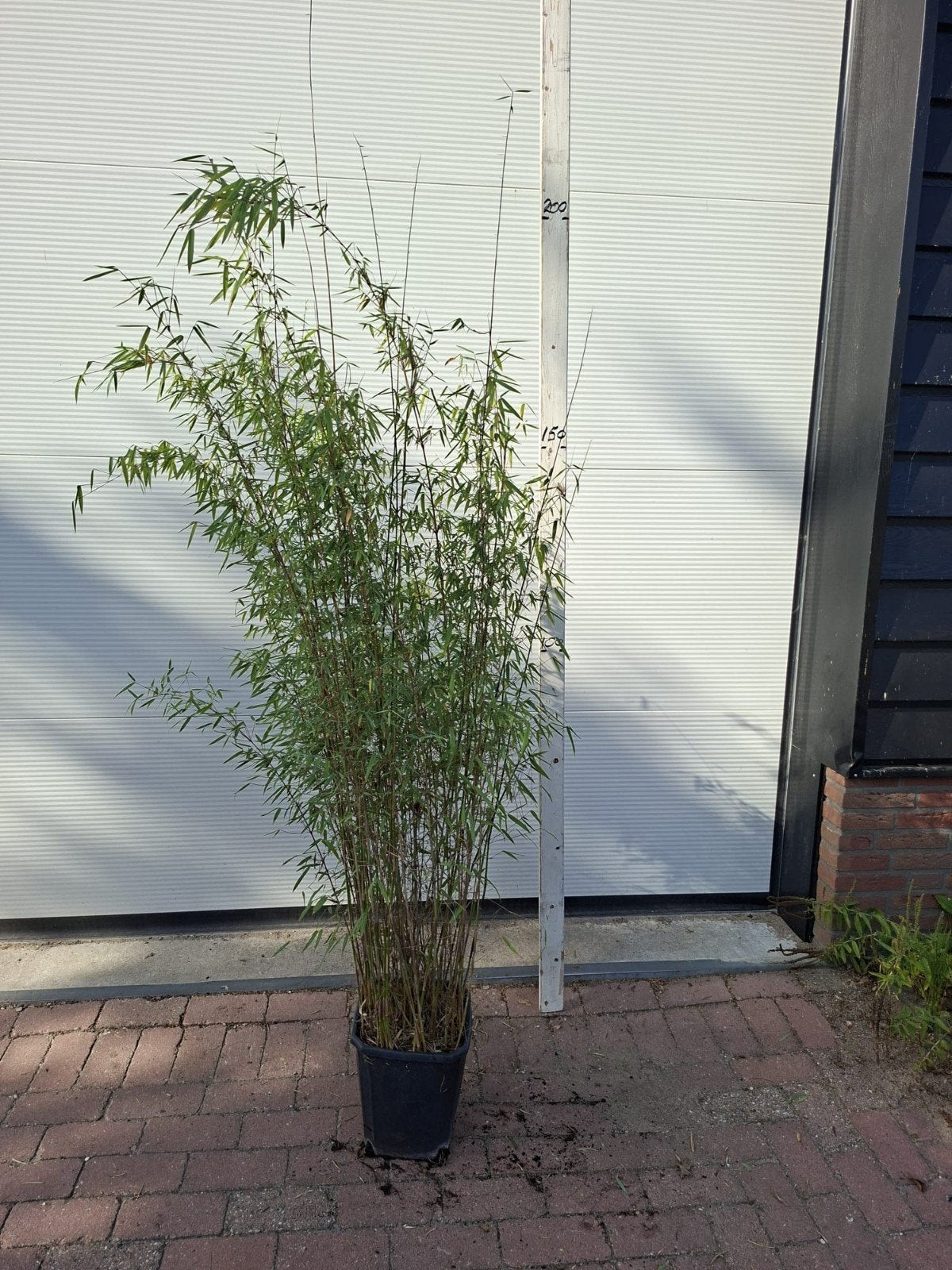 bamboe Fargesia juizhaigou, Ophalen, In pot, Overige soorten