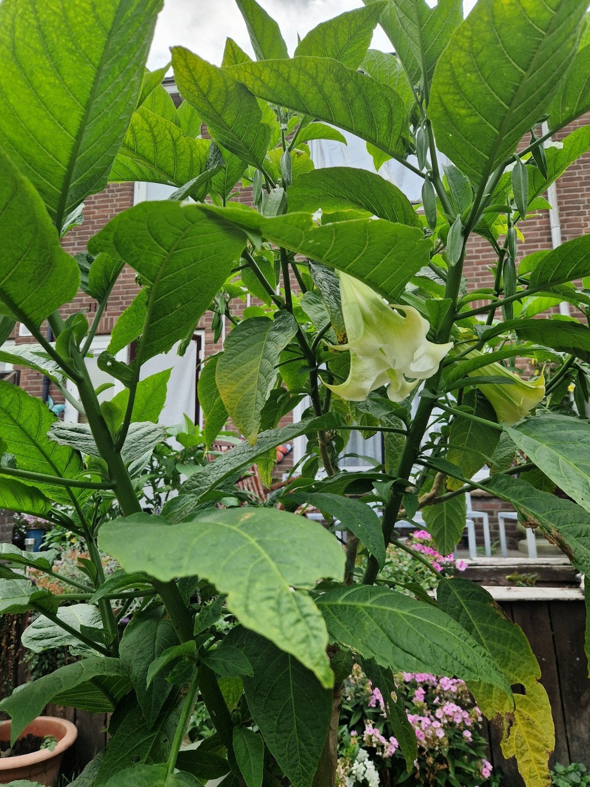 Brugmansia wit, Ophalen, Volle zon, Overige soorten