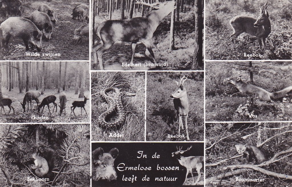 Ermelo. Oude ansichtkaart: Dieren in de Ermelose bossen, Verzenden, 1940 tot 1960, Gelopen, Gelderland