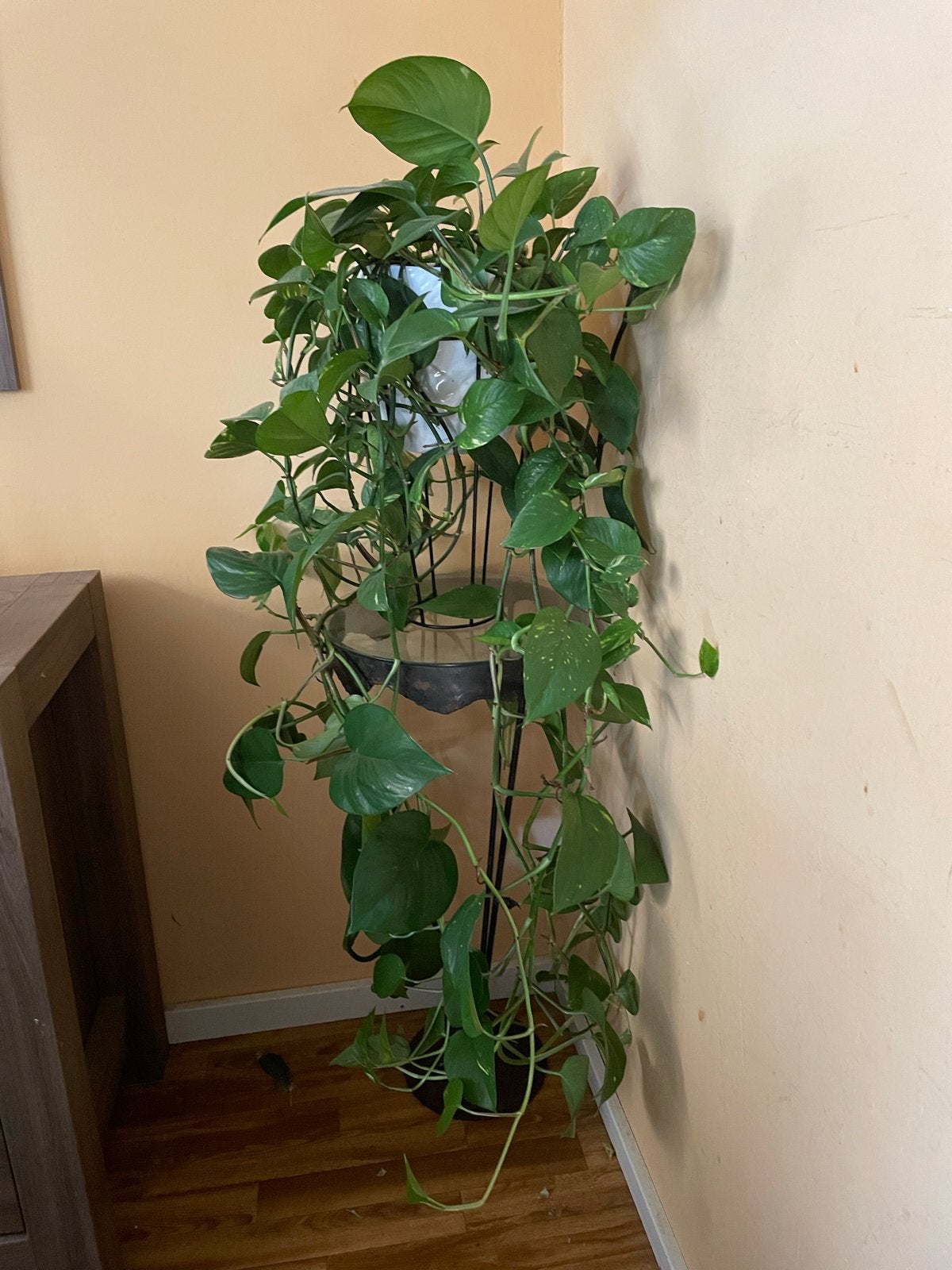 Grote Pothos kamerplant - Epipremnum Aureum, Huis en Inrichting, Kamerplanten, Ophalen, 100 tot 150 cm, Overige soorten, Halfschaduw